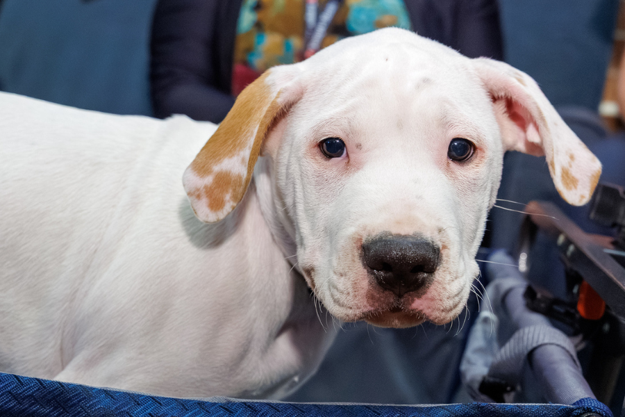 A charming dog showing off for the photo