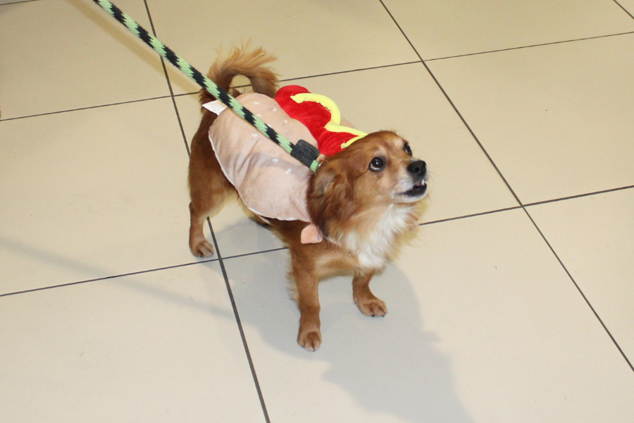Gizmo the Chihuahua mix in his hot dog costume, which was a huge hit.