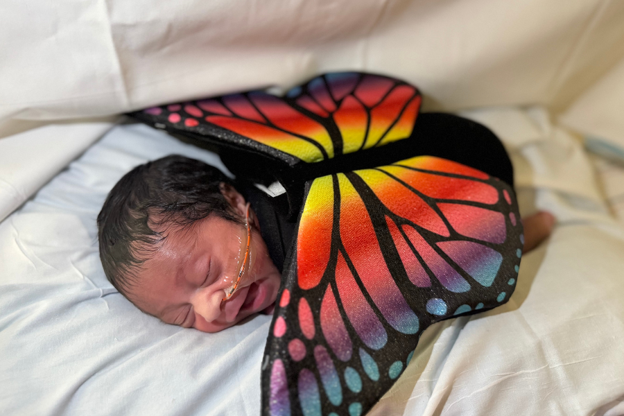 This sleeping butterfly just got their wings!