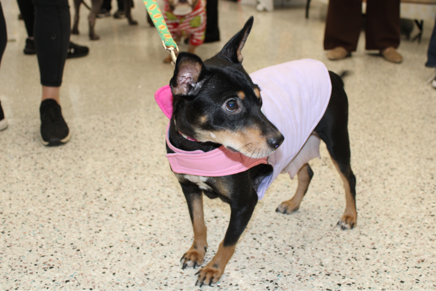 Is this a dog, or a deer?