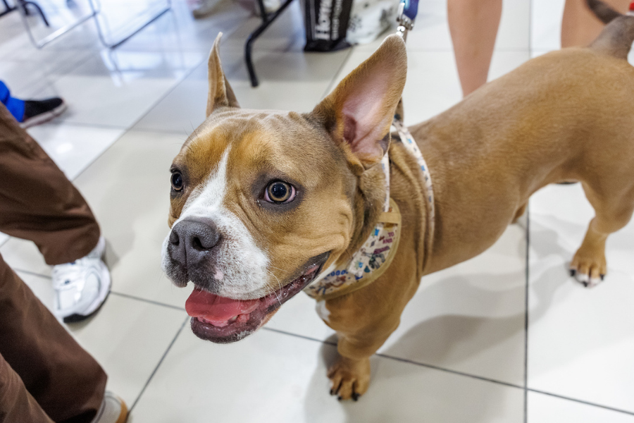 Our TUH-Main Campus employees loved getting quality time with these furry friends—all available for adoption at local rescues!