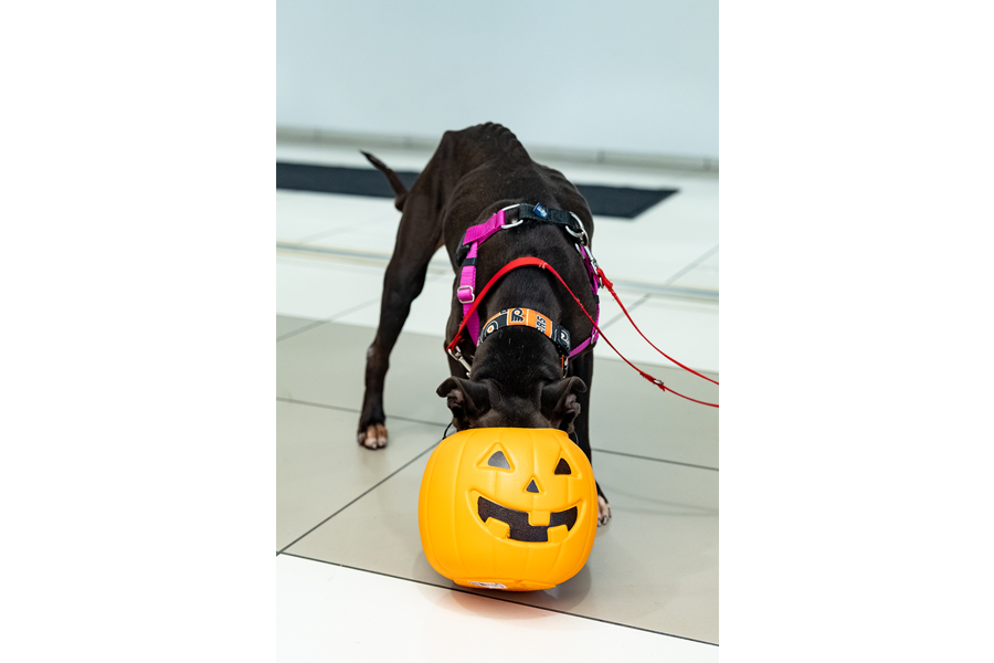 Snapshots from our annual Puppies and Pumpkins event.