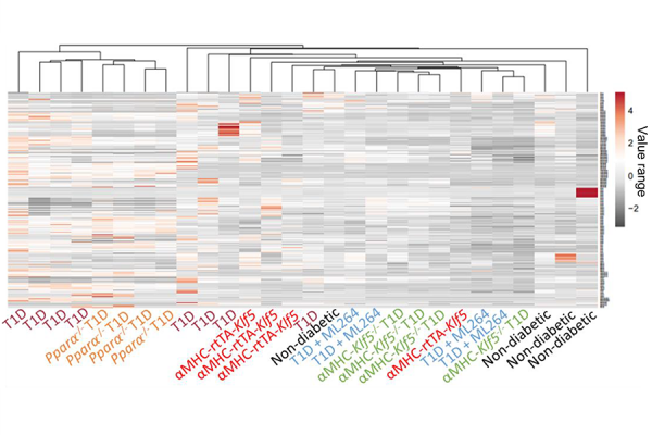 High-throughput cardiac lipidome analyses that we performed for both studies