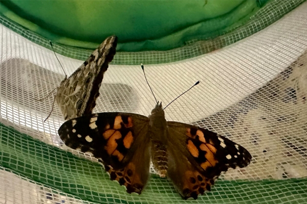 Two of the butterflies raised and then released by TUH-Episcopal Campus Behavioral Health patients.